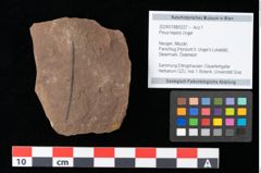 Foto (Objekt + Etikett) von Pinus hepios Unger (NHMW-GEO-2024-0188-0227)